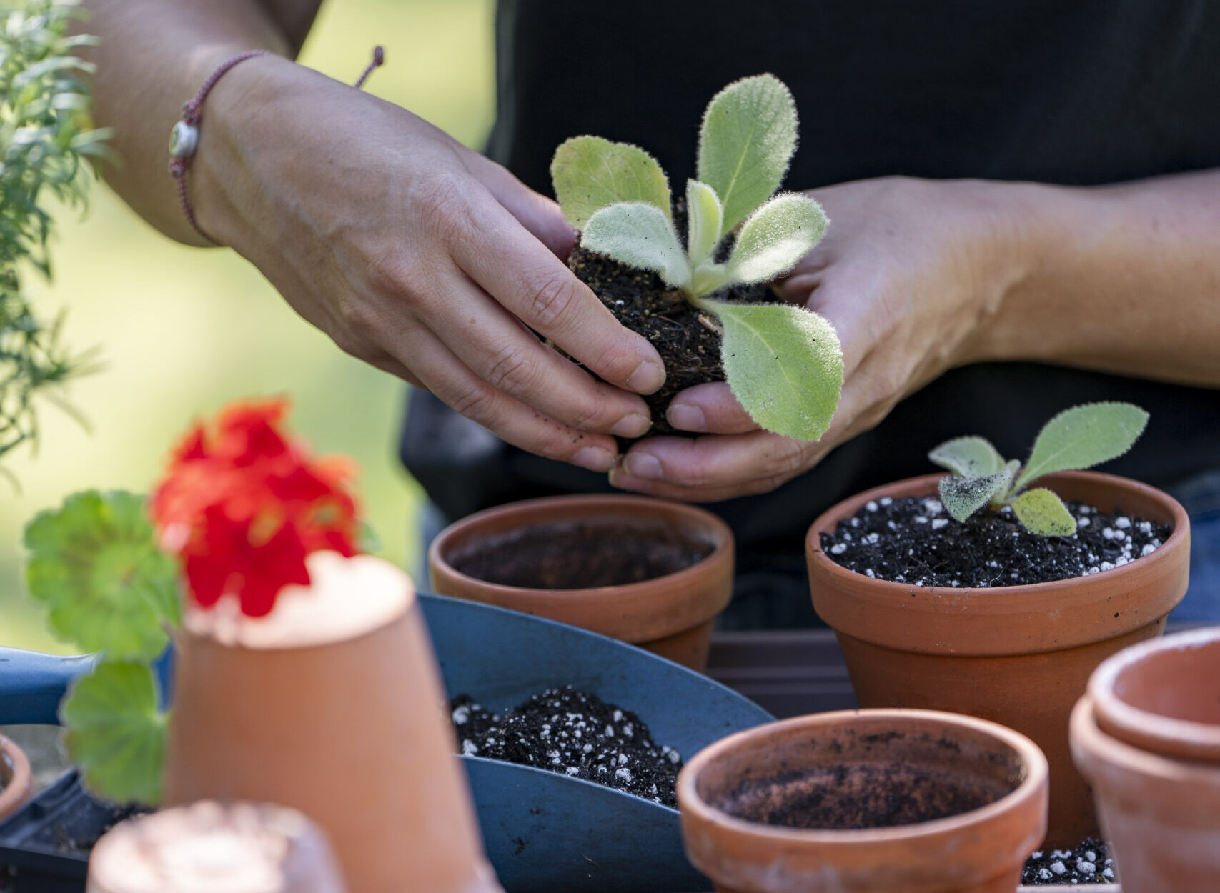 Linsey met de cursus voor moestuinen