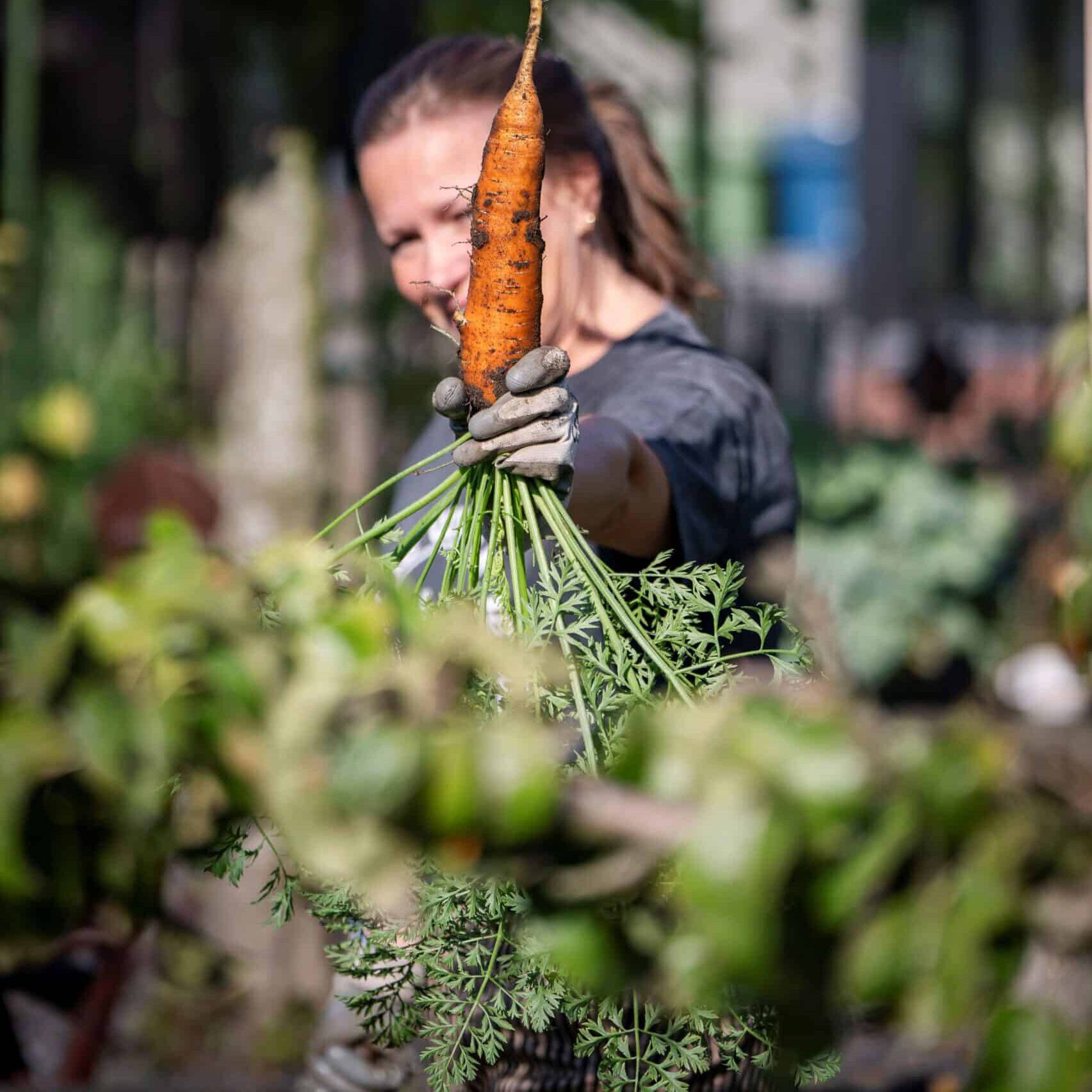 Foto van een oranje wortel die is gegroeid in de moestuin van Foxhill garden